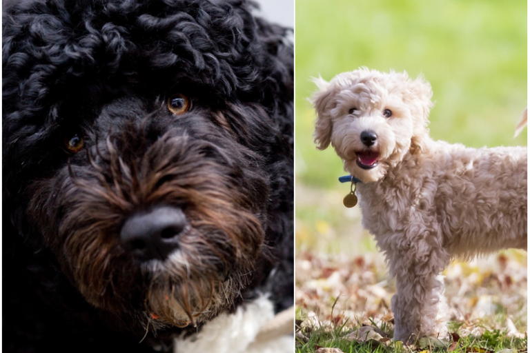 Curly Coat Kraushaar (Fellstruktur Hund) generatio.de